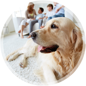 , How to Clean a Dog Vomit from Carpet, 